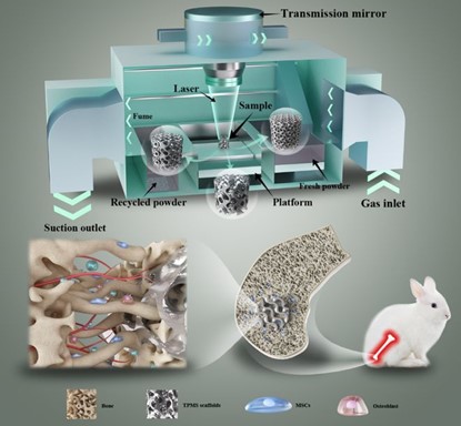 清華、北大、北醫(yī)三院聯(lián)合：高溫氧化處理3D打印鎂合金骨植入物結(jié)構(gòu)優(yōu)化及體內(nèi)外生物降解行為